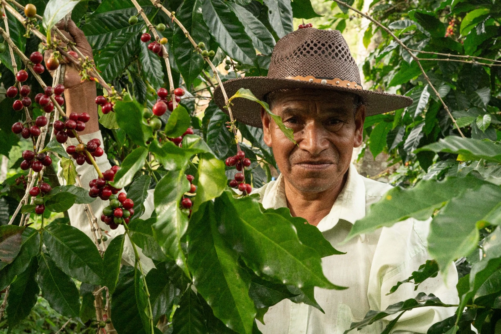 Desde la introducción del Plan NESCAFÉ en 2014, la empresa ha impactado positivamente a más de 28,000 familias dedicadas al cultivo de café en Honduras.