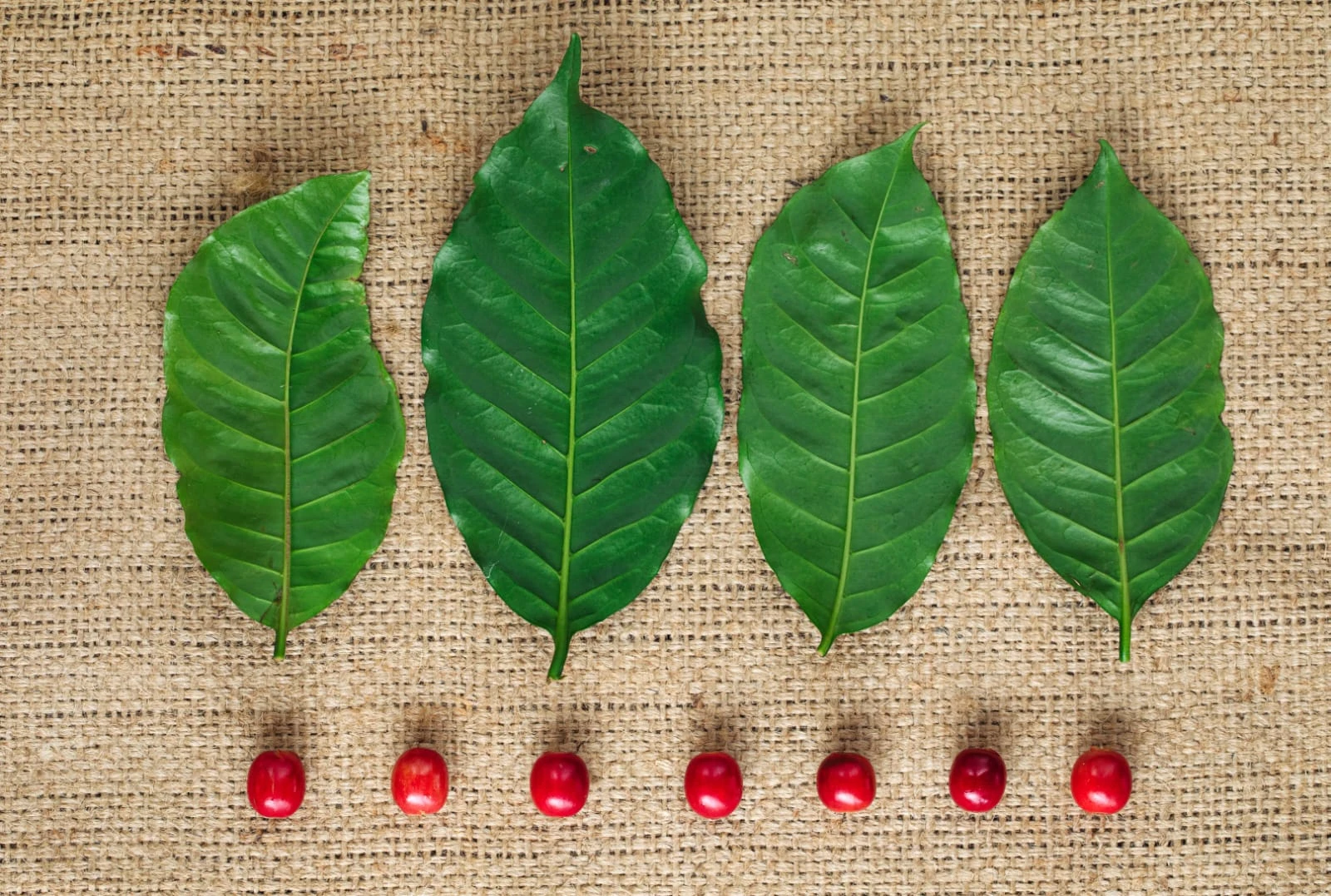 Este hito refleja casi una década de inversión en investigación de árboles de café; Starbucks planea donar 50 millones más para apoyar a pequeñas fincas frente al cambio climático.